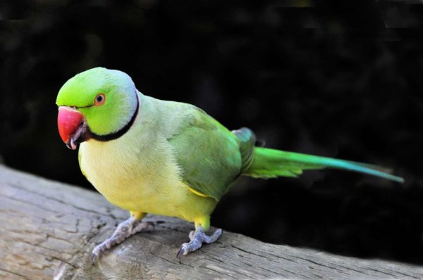 Can Exotic Birds and Traditional Pet Birds Share the Same Space?