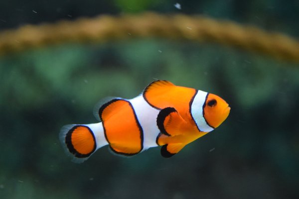 What Are the Signs of Emotional Stress in Pet Fish and How to Alleviate It?