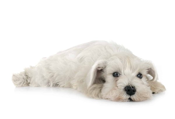 What Are the Best Tips for Keeping Your Dog Cool in Extreme Heat?