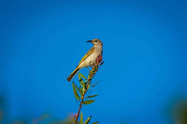 How to Create a Bird-Friendly Yard that Attracts Wild Birds