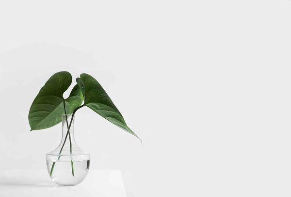 What Are the Best Practices for Maintaining Indoor Air Quality with Houseplants?